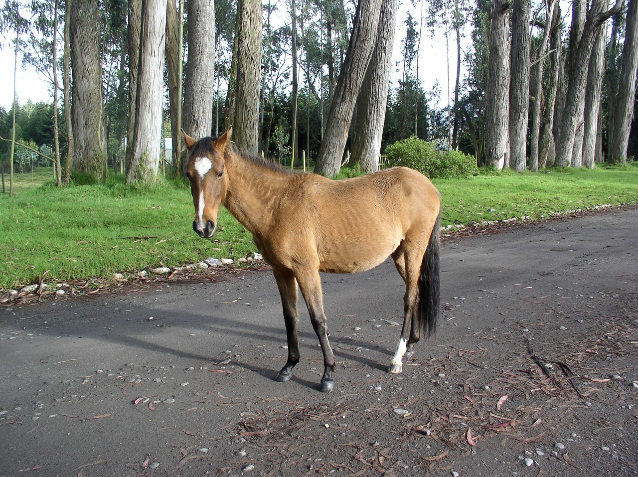 horse eucalyptus ecuador free photo