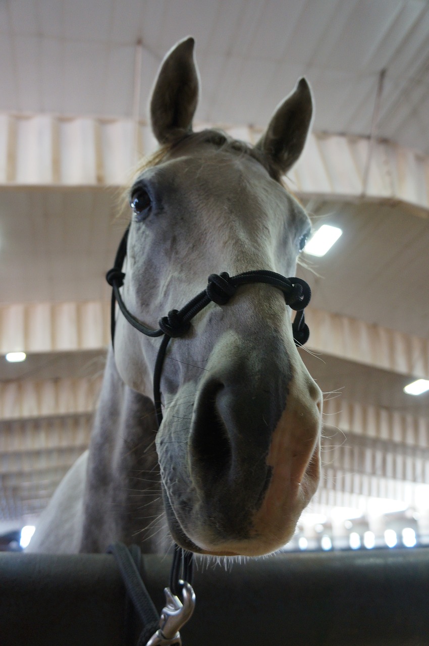 horse curious nosy free photo