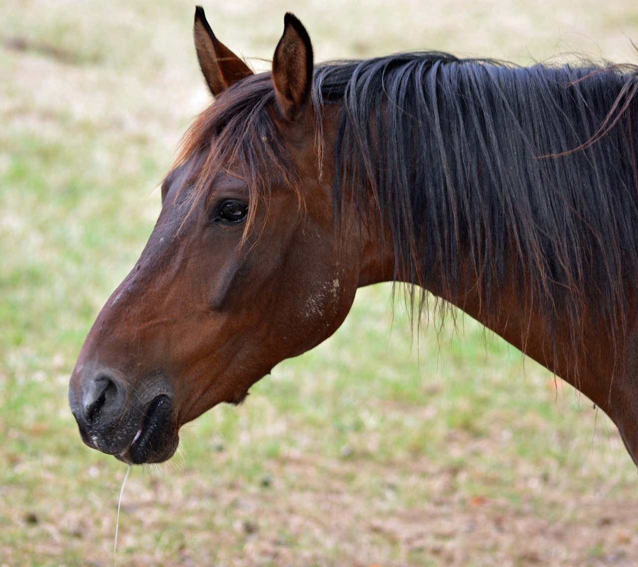 horse pure arab blood horse breeding free photo