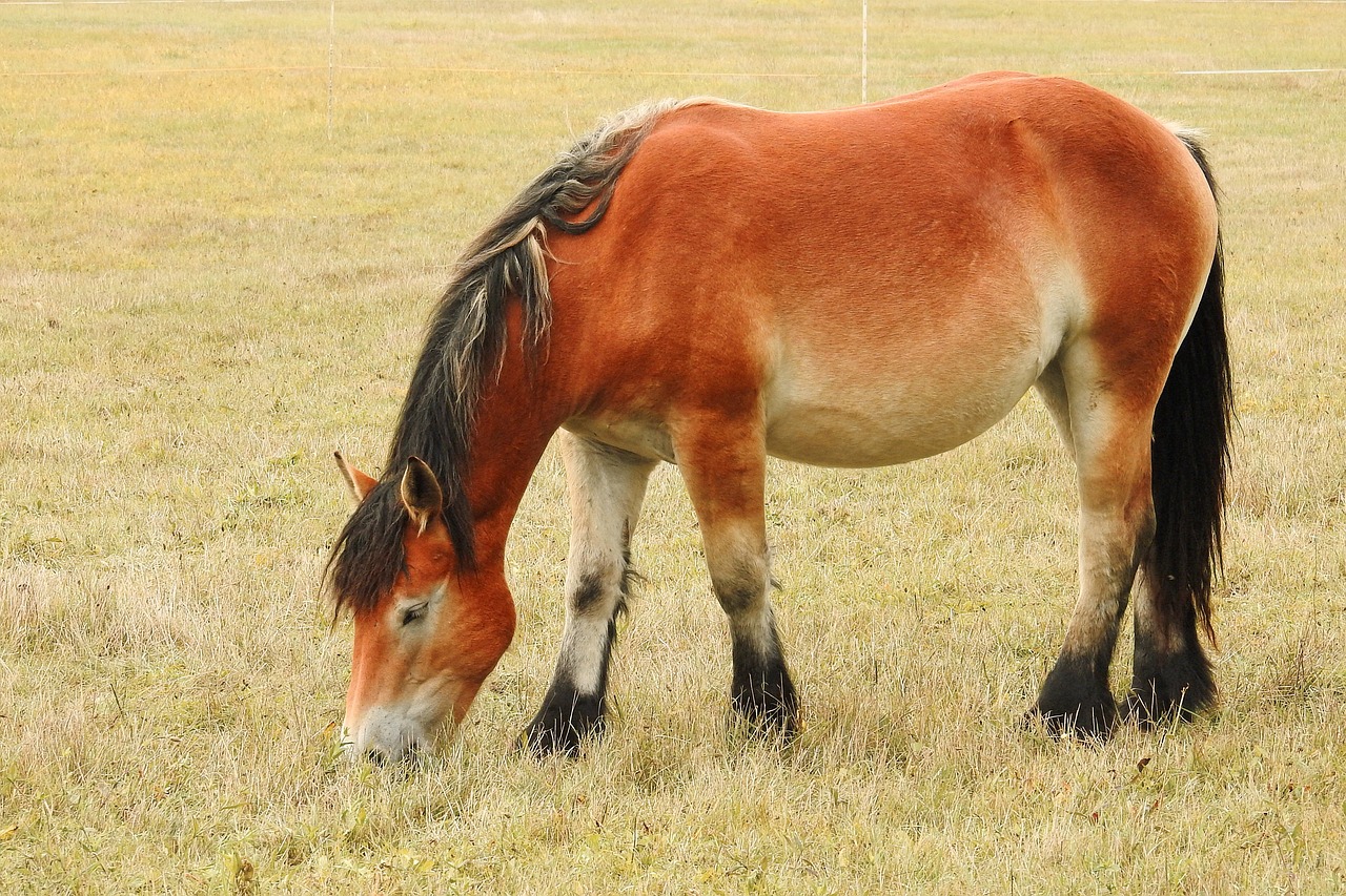 horse kaltblut mare free photo