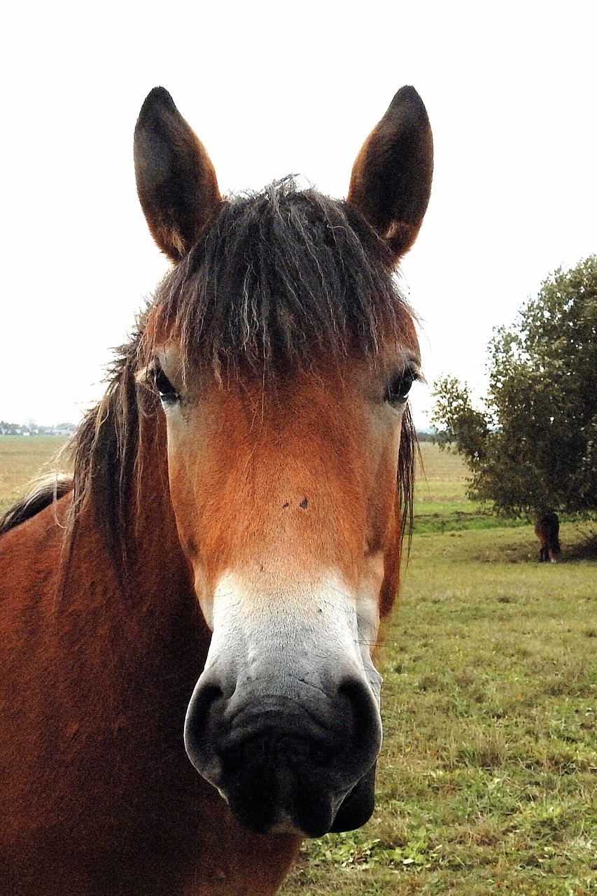 horse kaltblut mare free photo