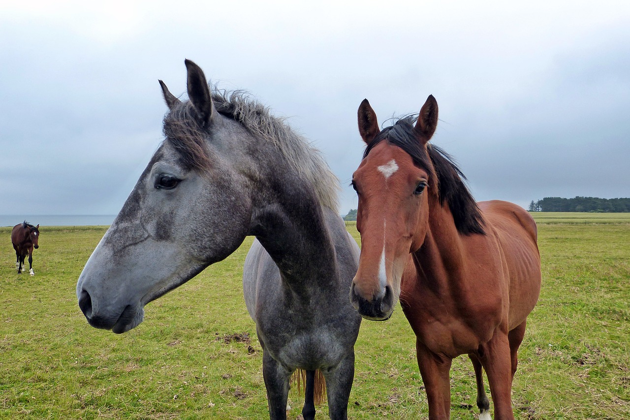 horse horse head coupling free photo