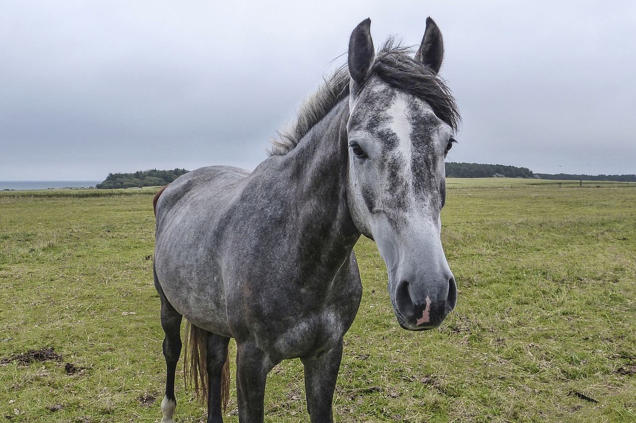 horse horse head coupling free photo