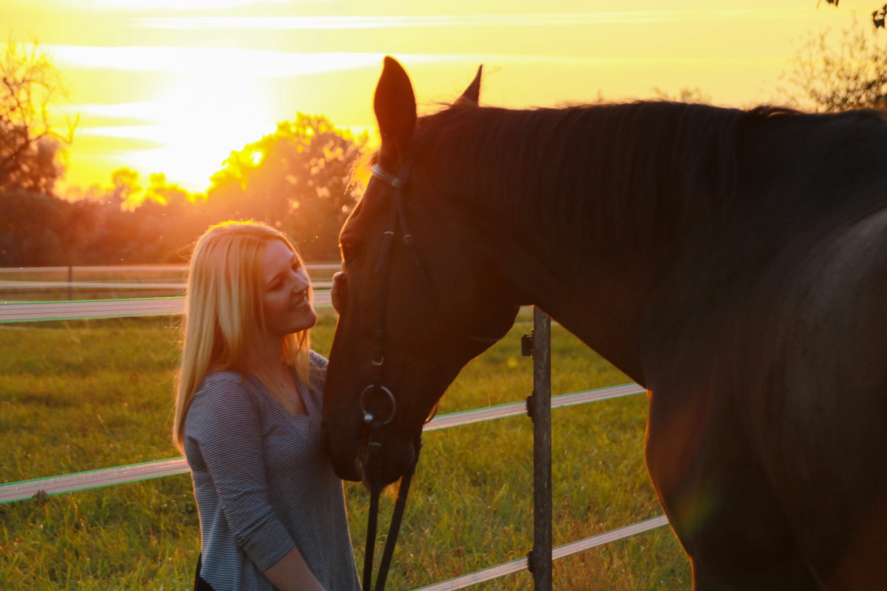 horse sunset evening free photo