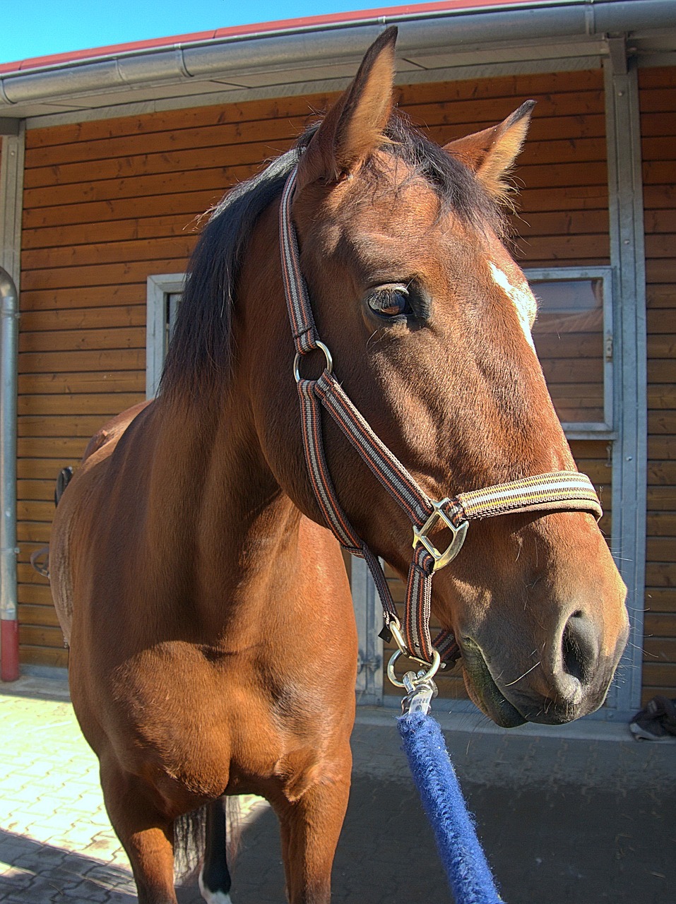 horse horse head reiter free photo