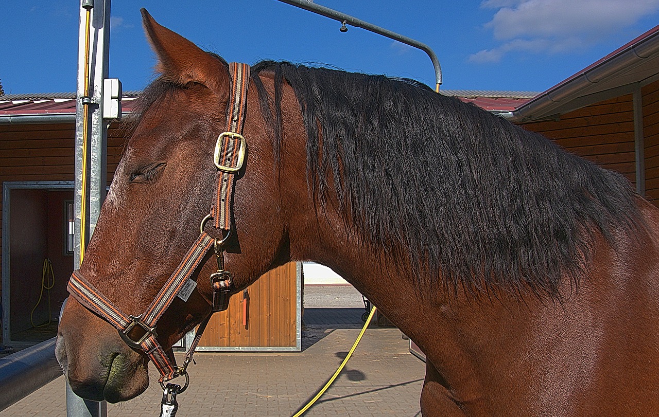 horse horse head reiter free photo