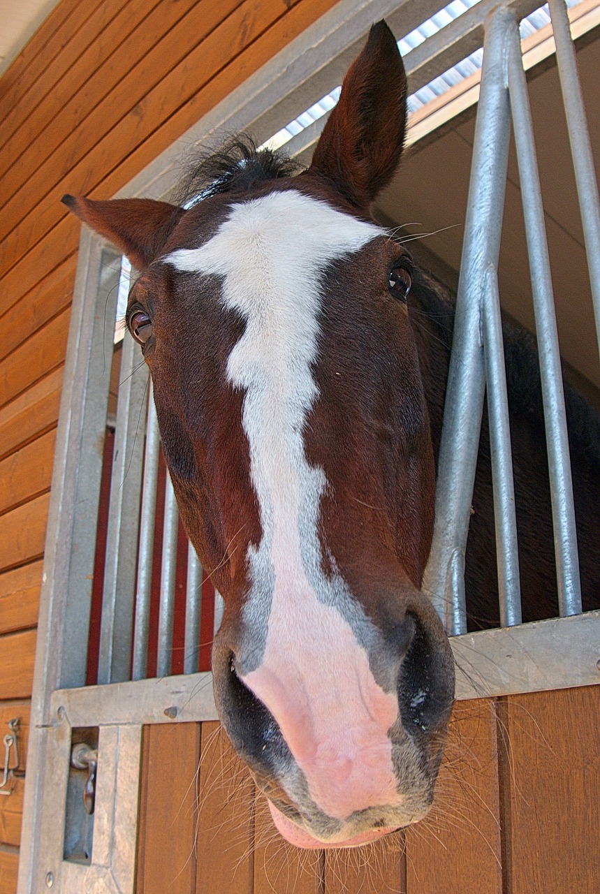 horse horse head reiter free photo