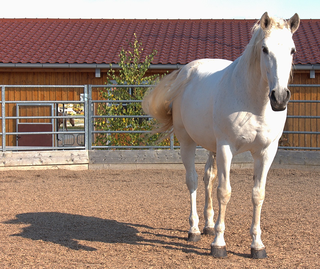 horse horse head reiter free photo