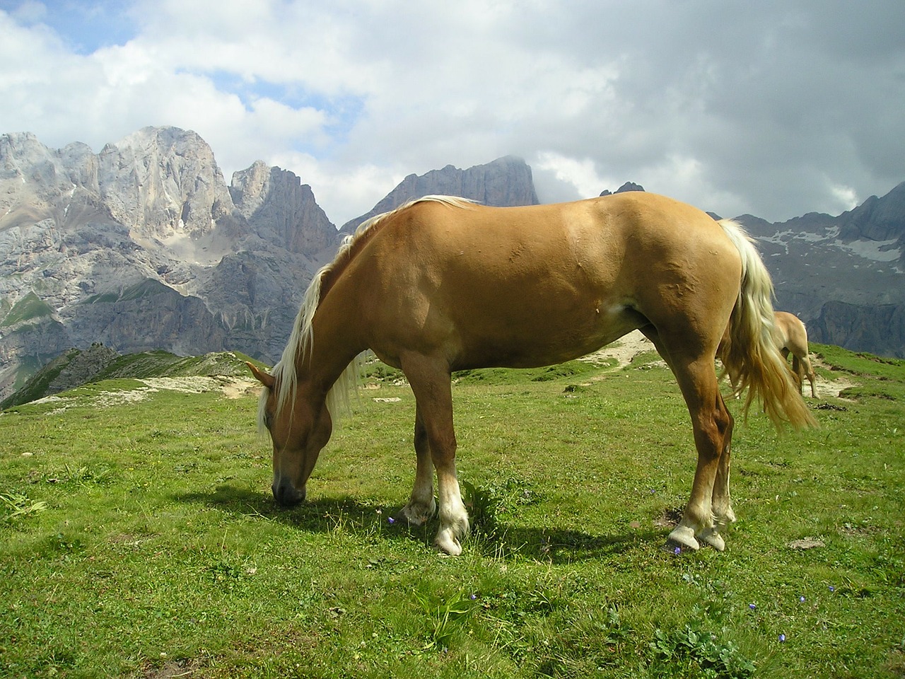 horse graze pasture free photo