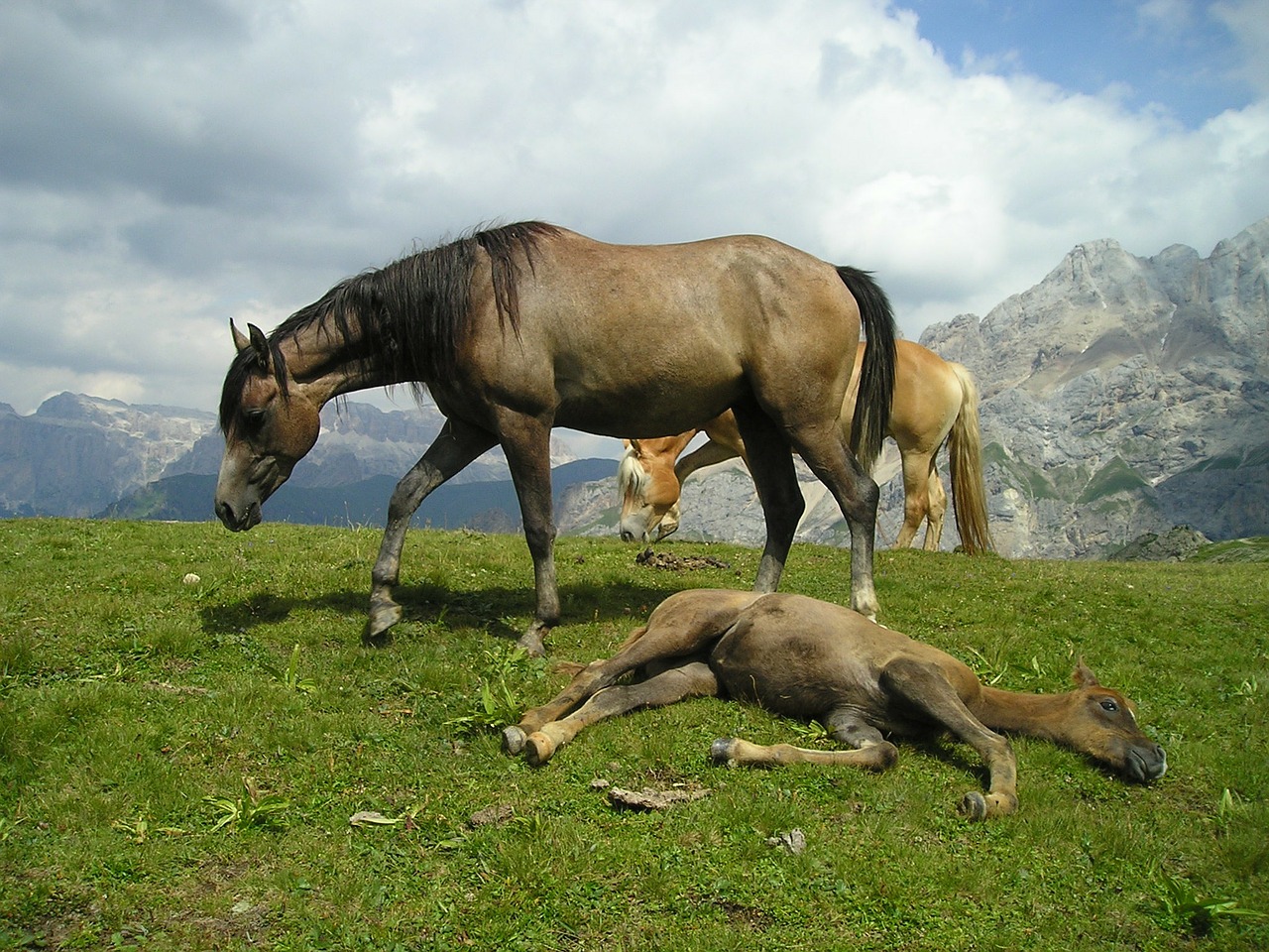 horse foal flock free photo