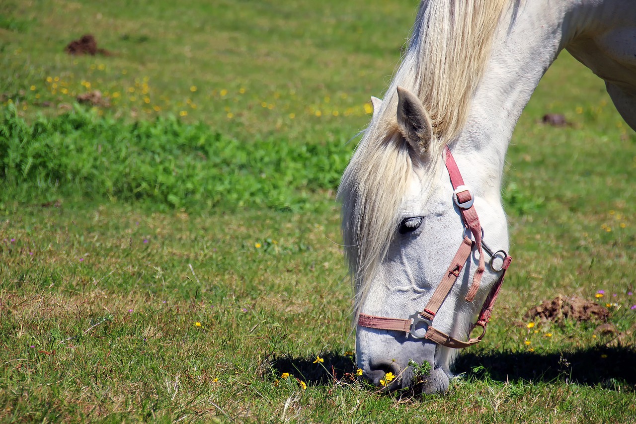 horse horse head pferdeportrait free photo