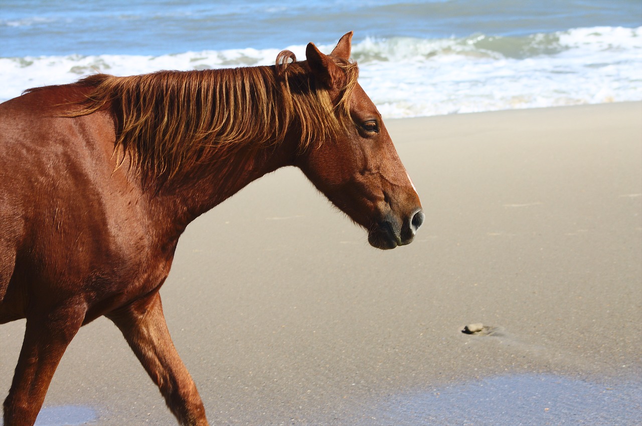 horse beach happiness free photo