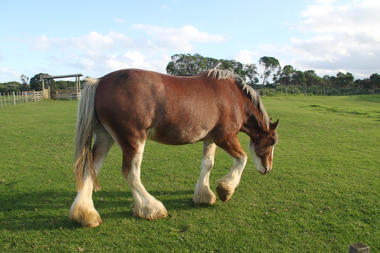 horse field farm free photo