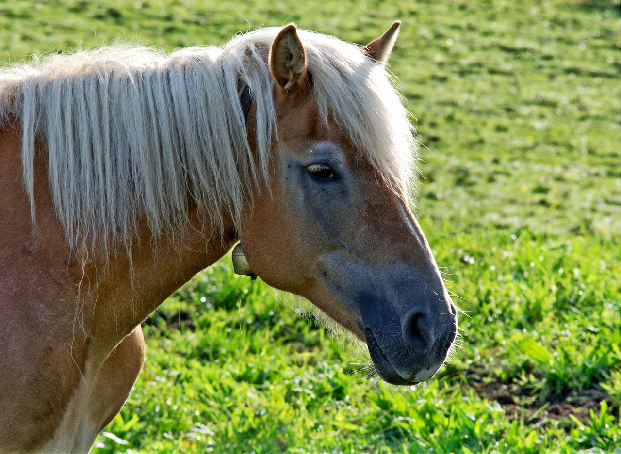 horse head horse head free photo