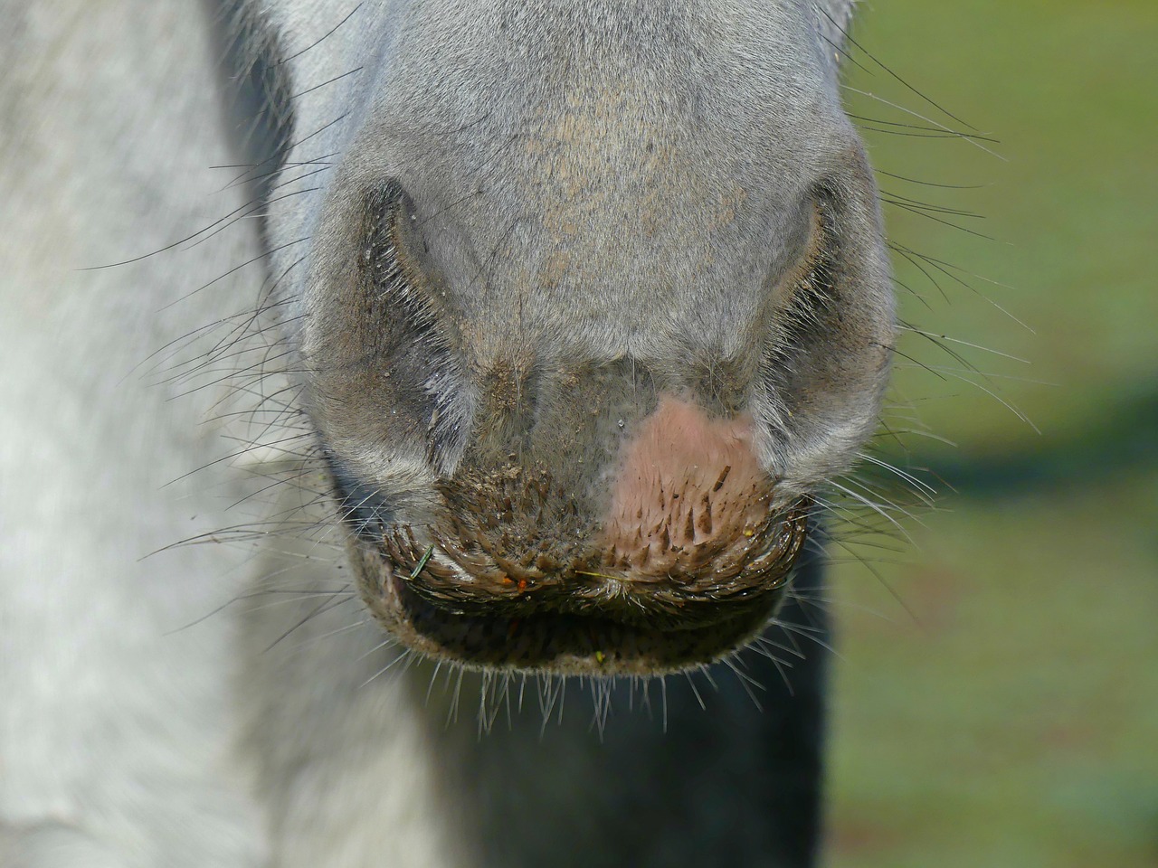 horse animal horses mouth free photo