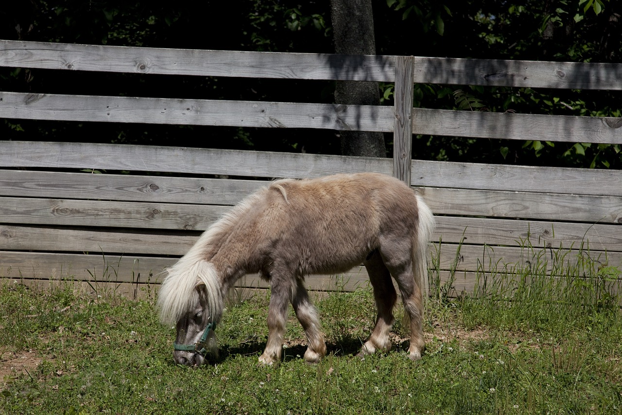 horse corral grazing free photo