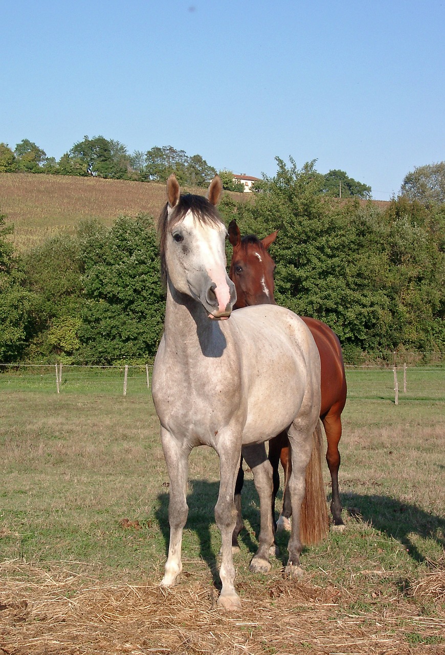 horse equine horse breeding free photo