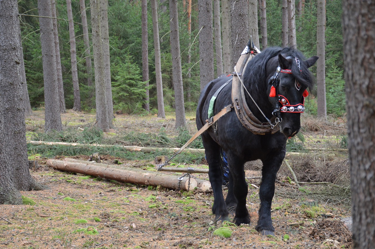 horse pulling forestry free photo