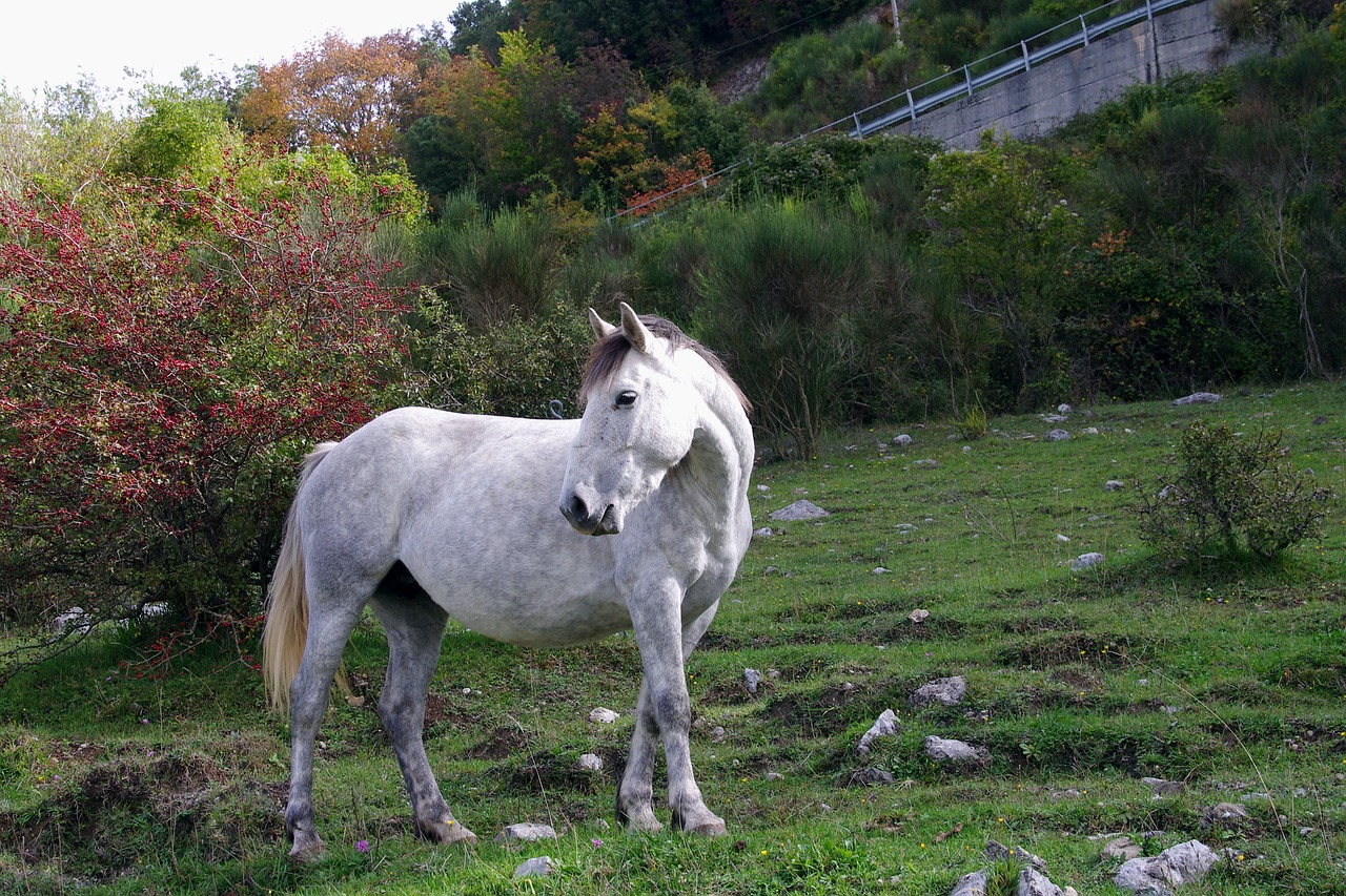 horse national park of abruzzo pasture free photo