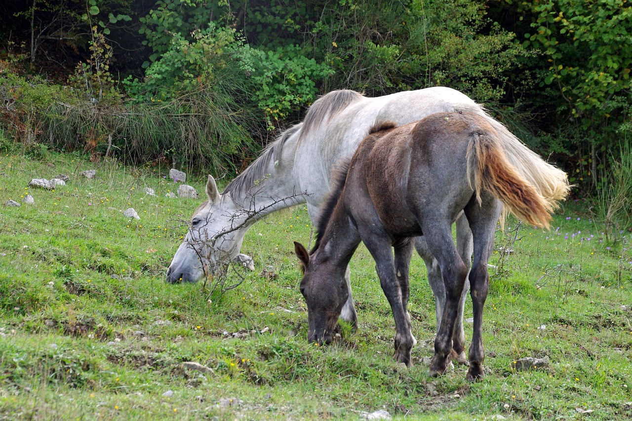 horse foal horses free photo