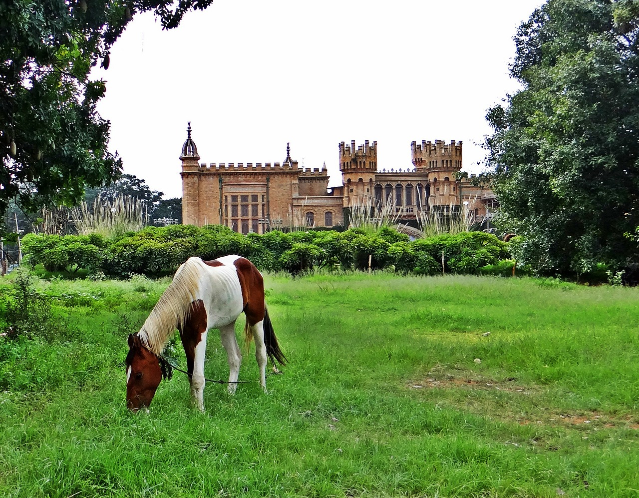 horse grazing bangalore palace free photo
