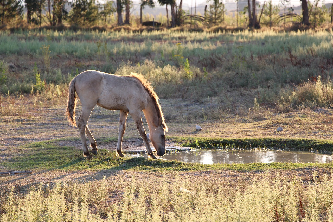 horse nature sorraia free photo