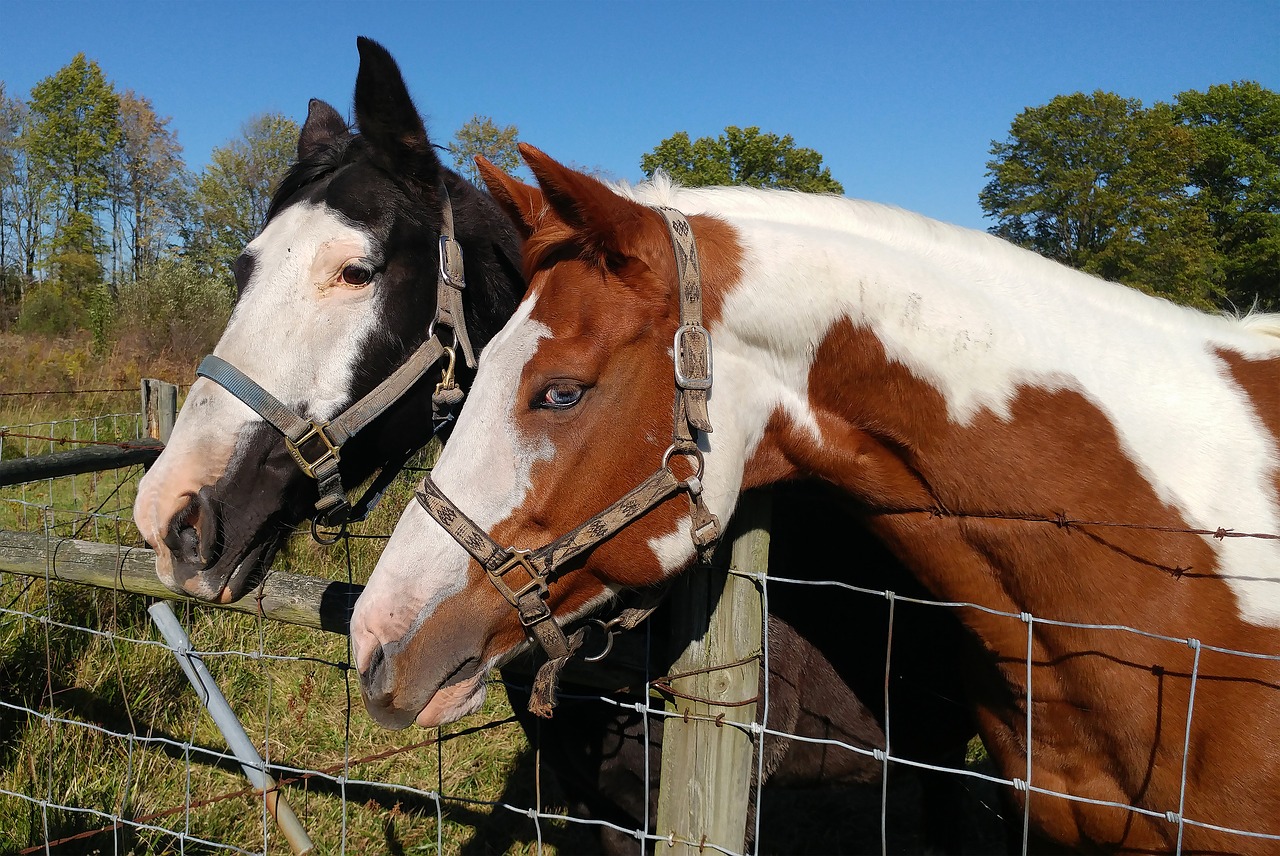 horse animal mammal free photo