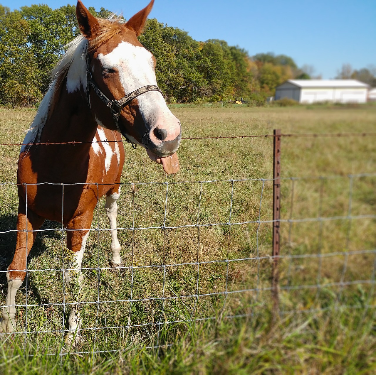 horse funny tongue free photo