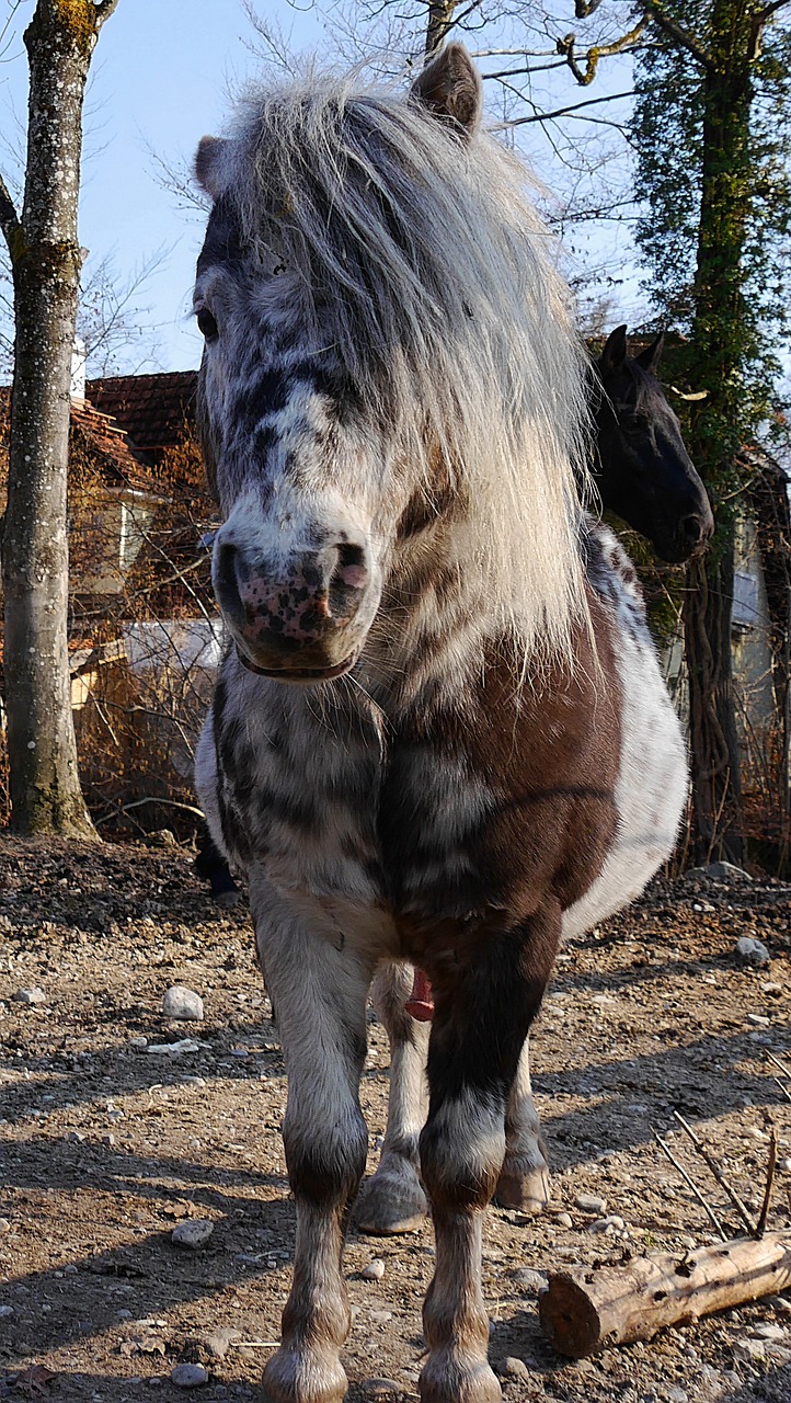 horse paddock pasture free photo