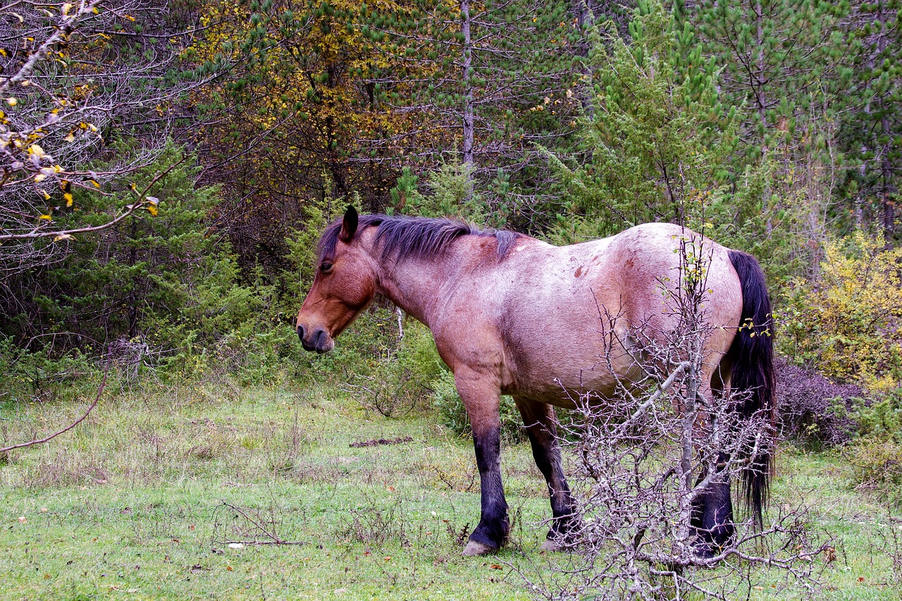 horse national park of abruzzo pasture free photo