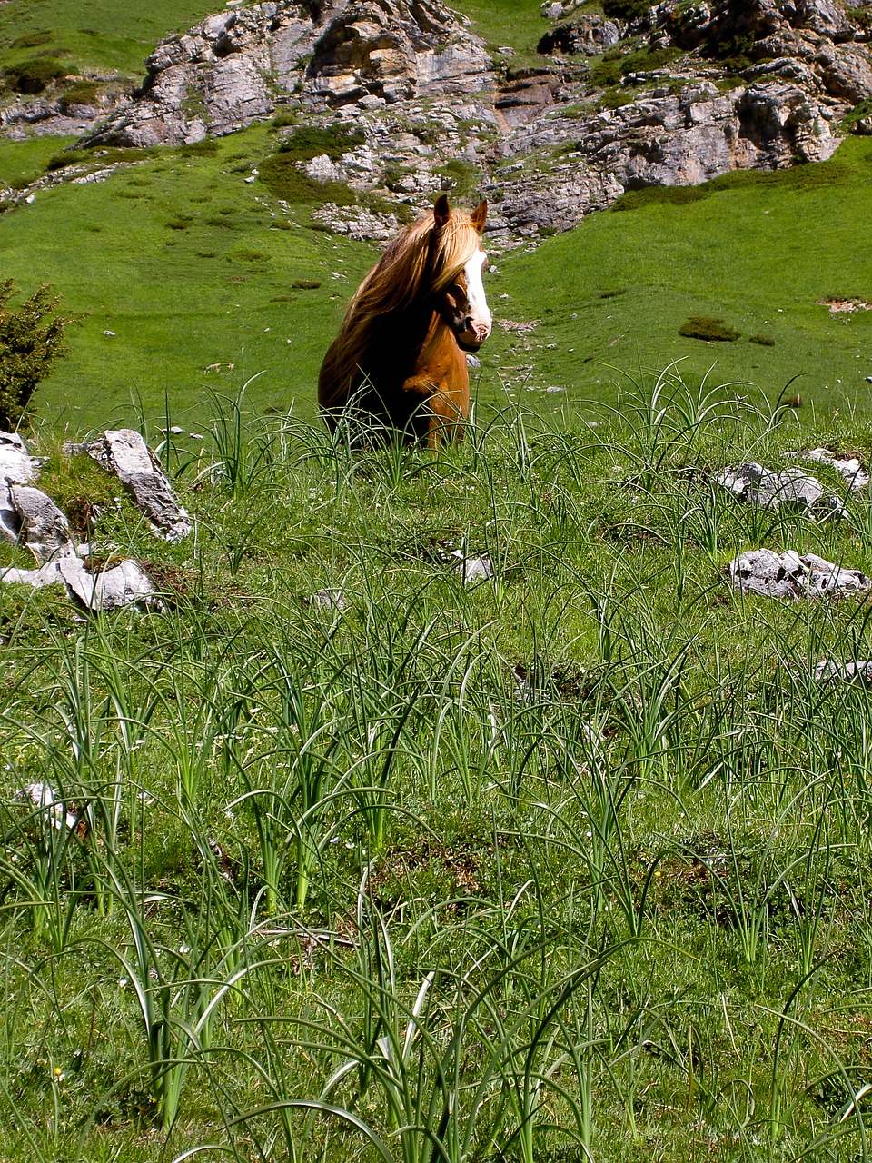 horse grass prato free photo
