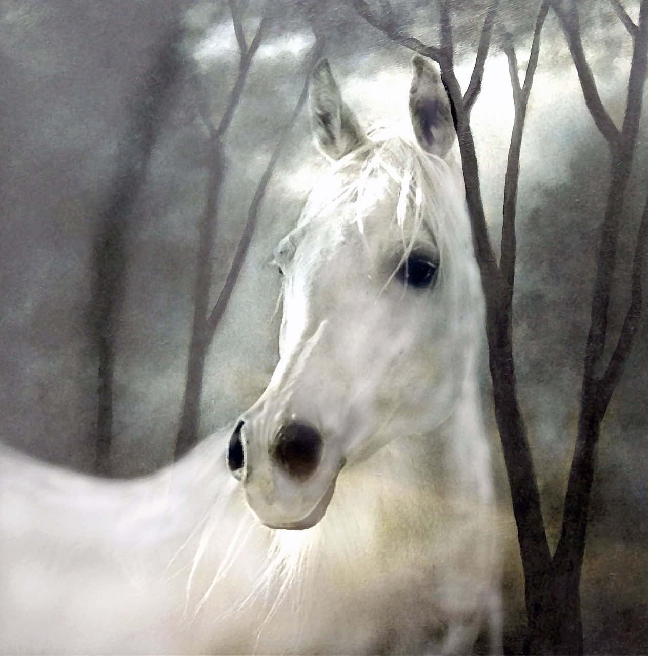 horse white art free photo