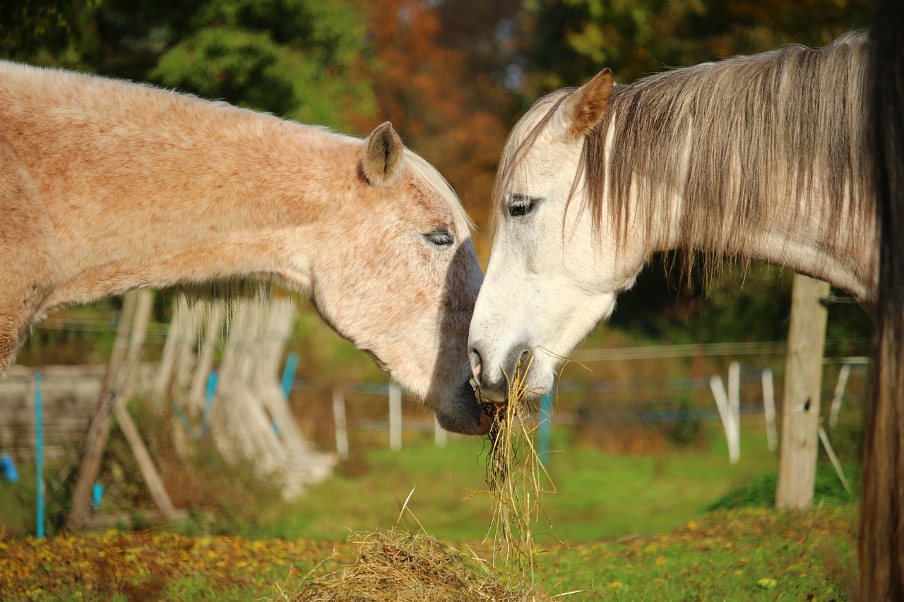 horse mold thoroughbred arabian free photo