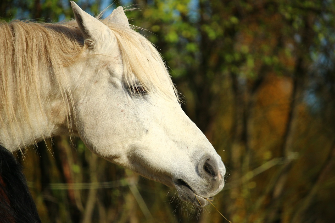 horse mold thoroughbred arabian free photo