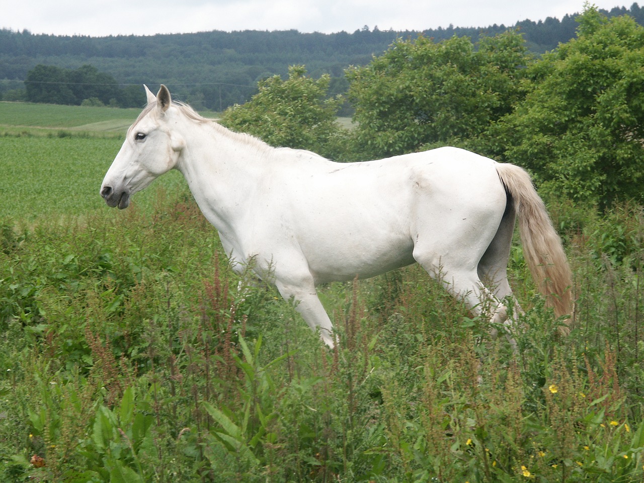horse white mold free photo
