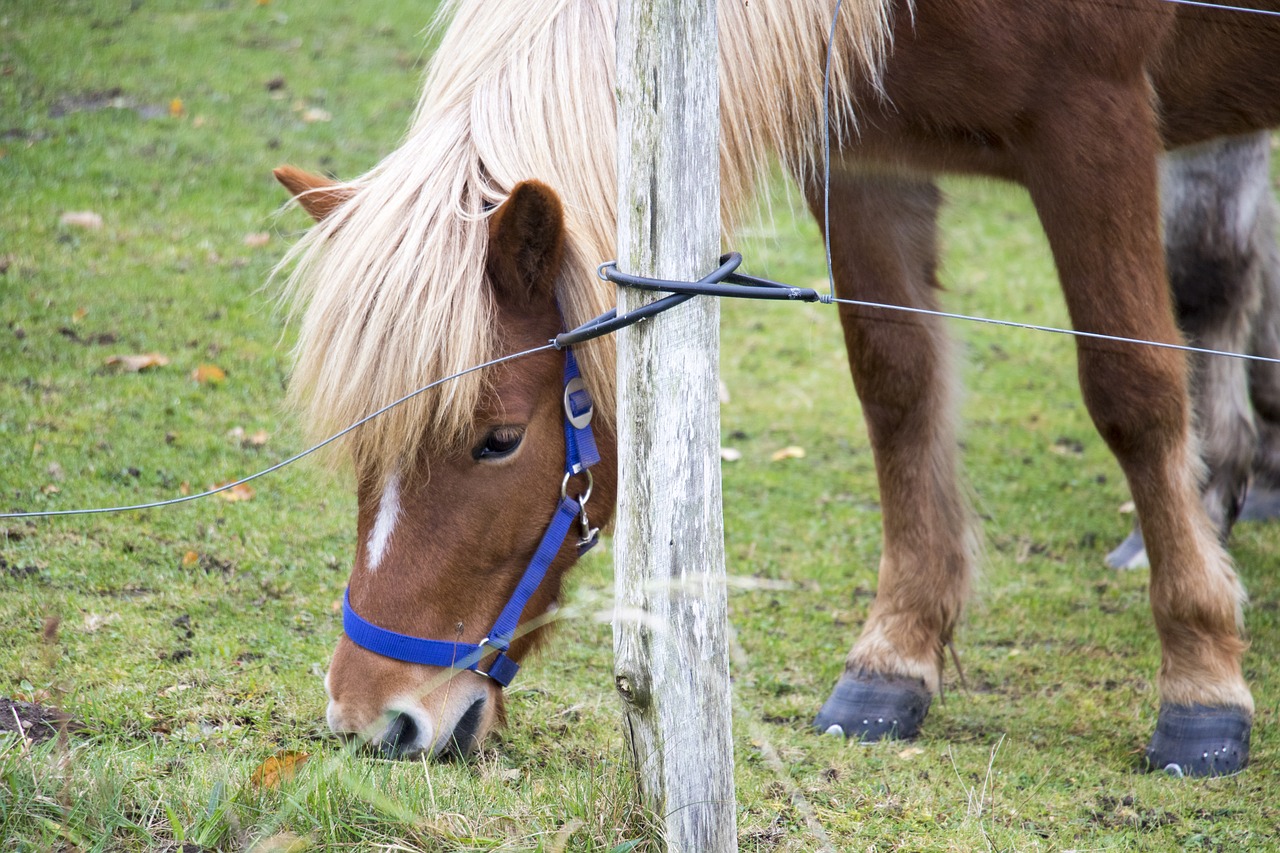 horse pasture coupling free photo