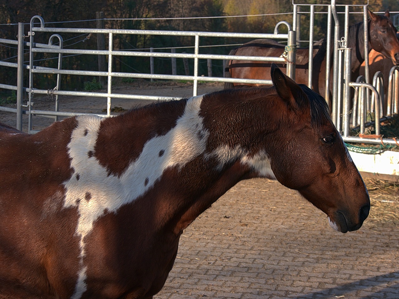 horse reitstall farm free photo