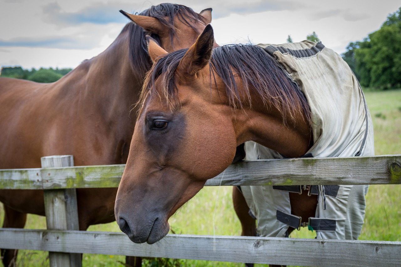 horse horse portrait equine free photo