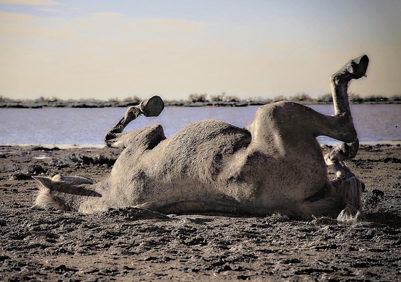 horse camargue horses free photo