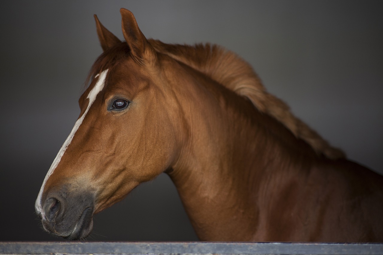 horse stallion portrait free photo