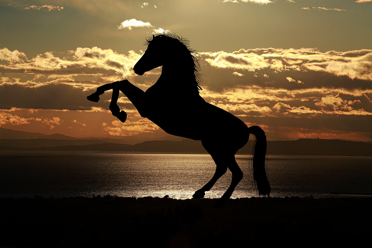 horse sunset sea free photo