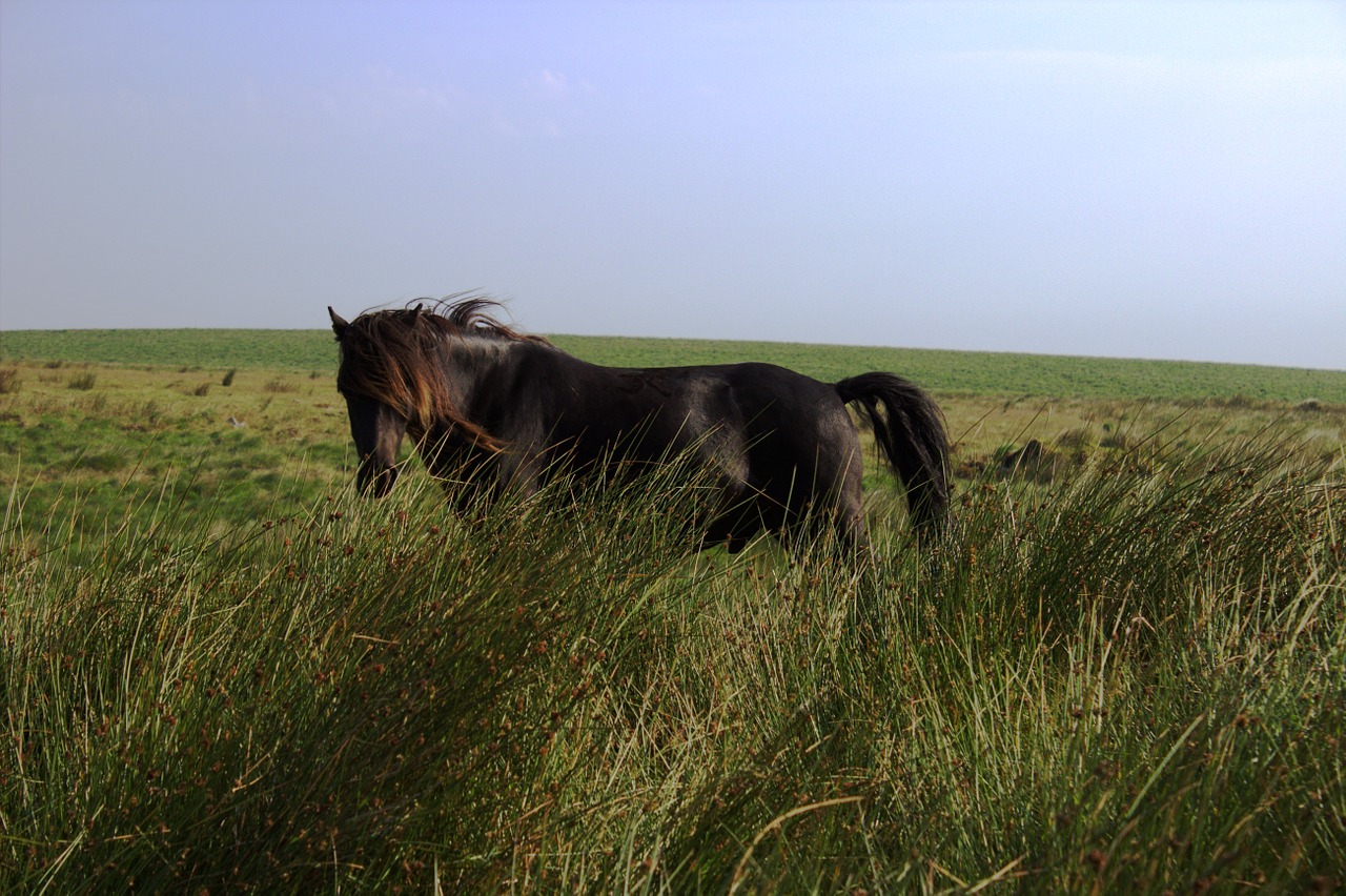 horse dartmoor wild horse free photo