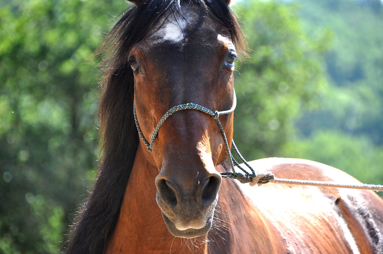 horse head portrait free photo