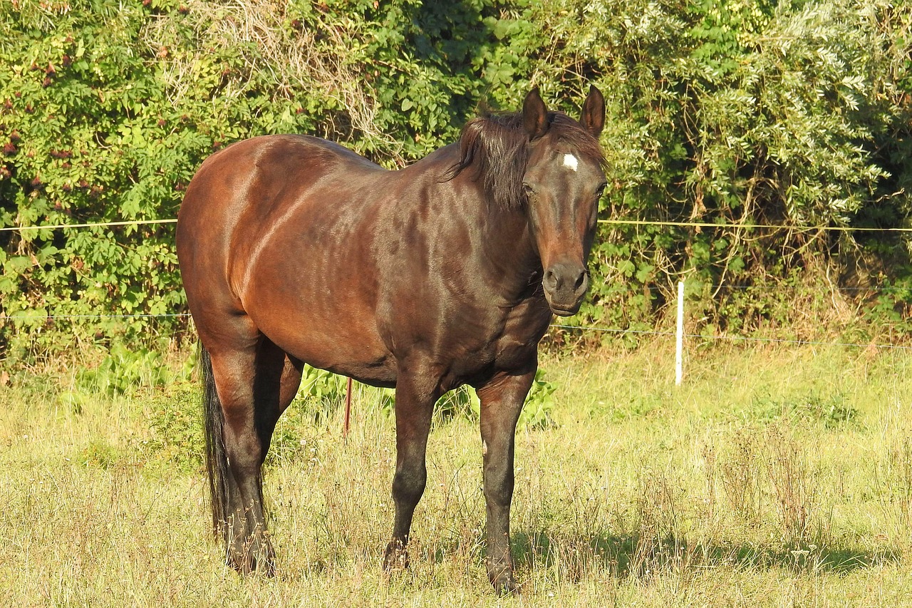 horse pasture meadow free photo