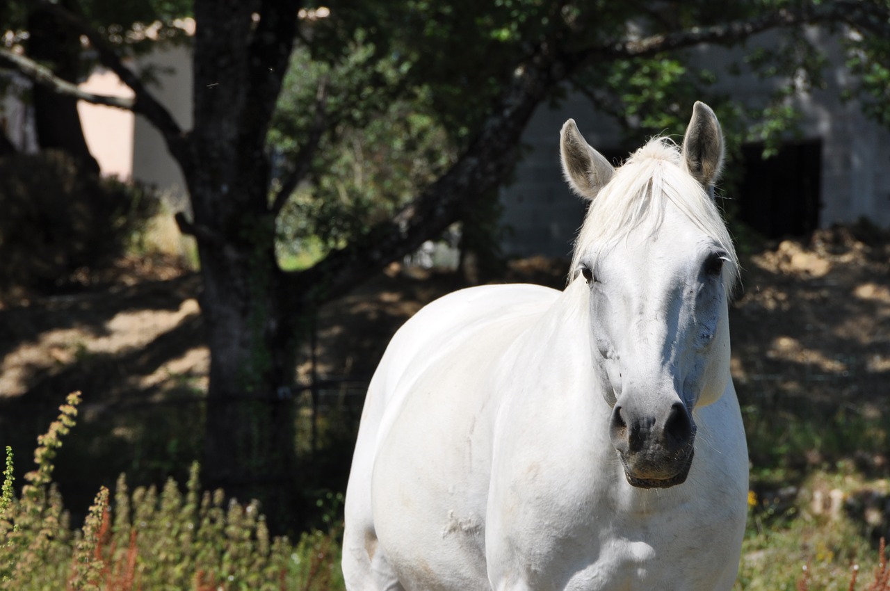 horse head look free photo