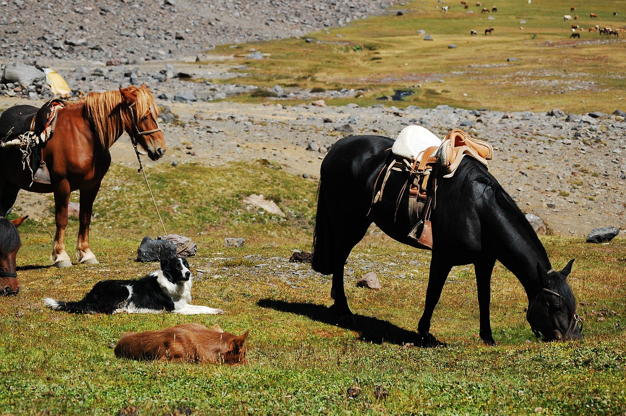 horse dog field free photo