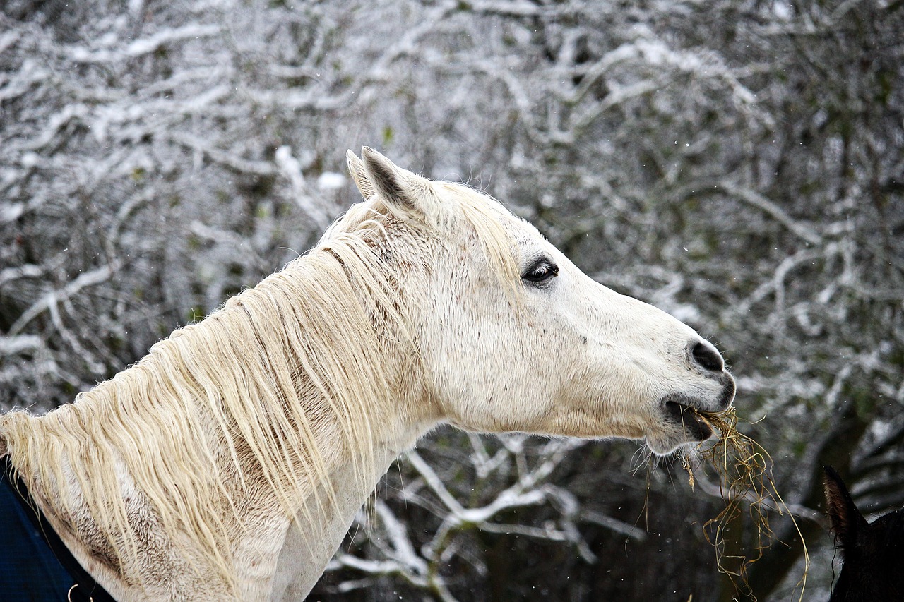 horse winter snow free photo