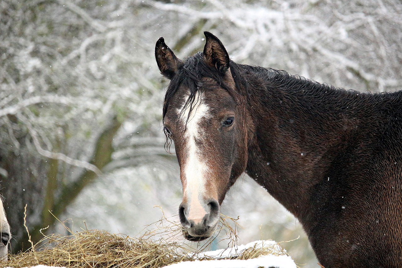 horse snow winter free photo
