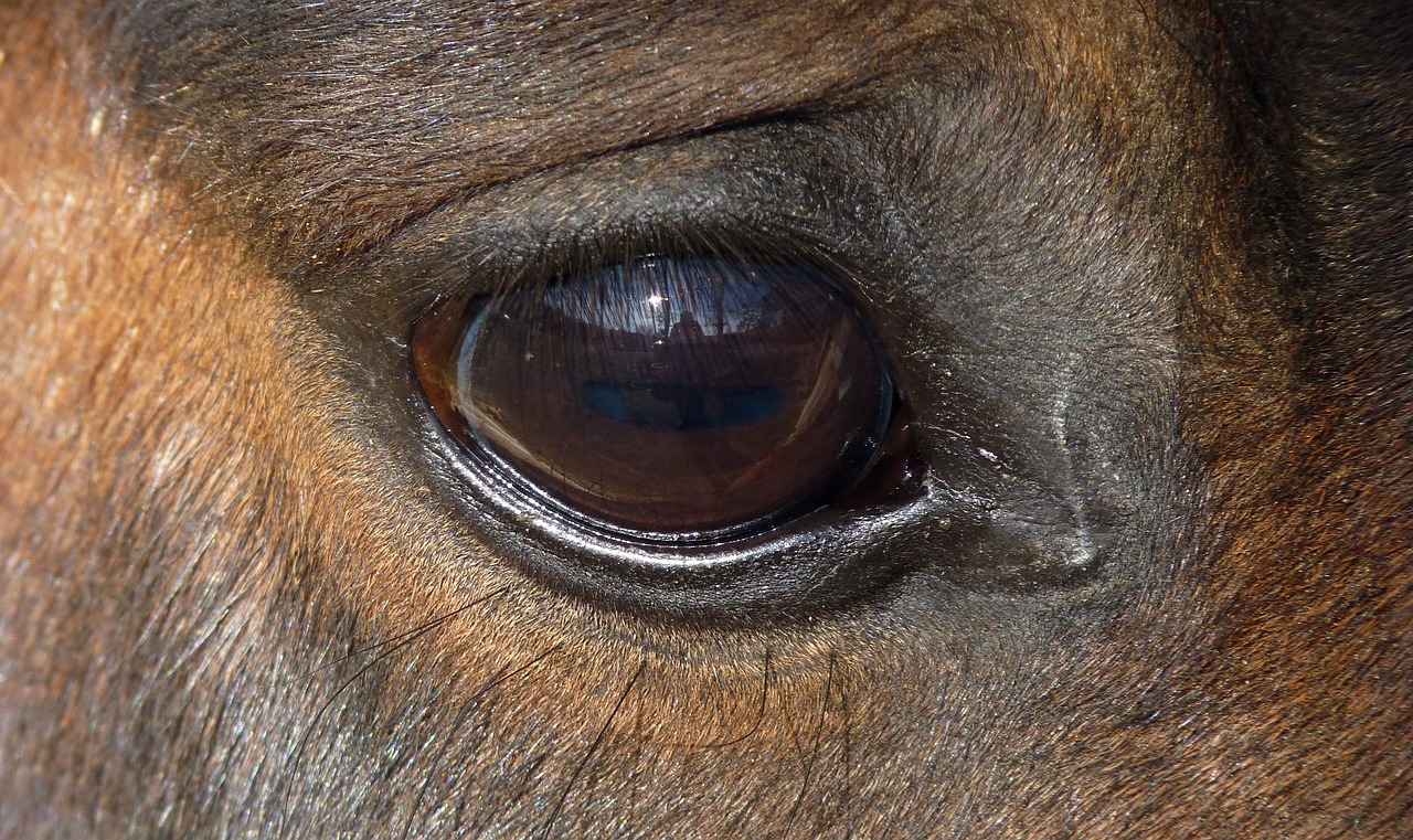horse eye œil free photo