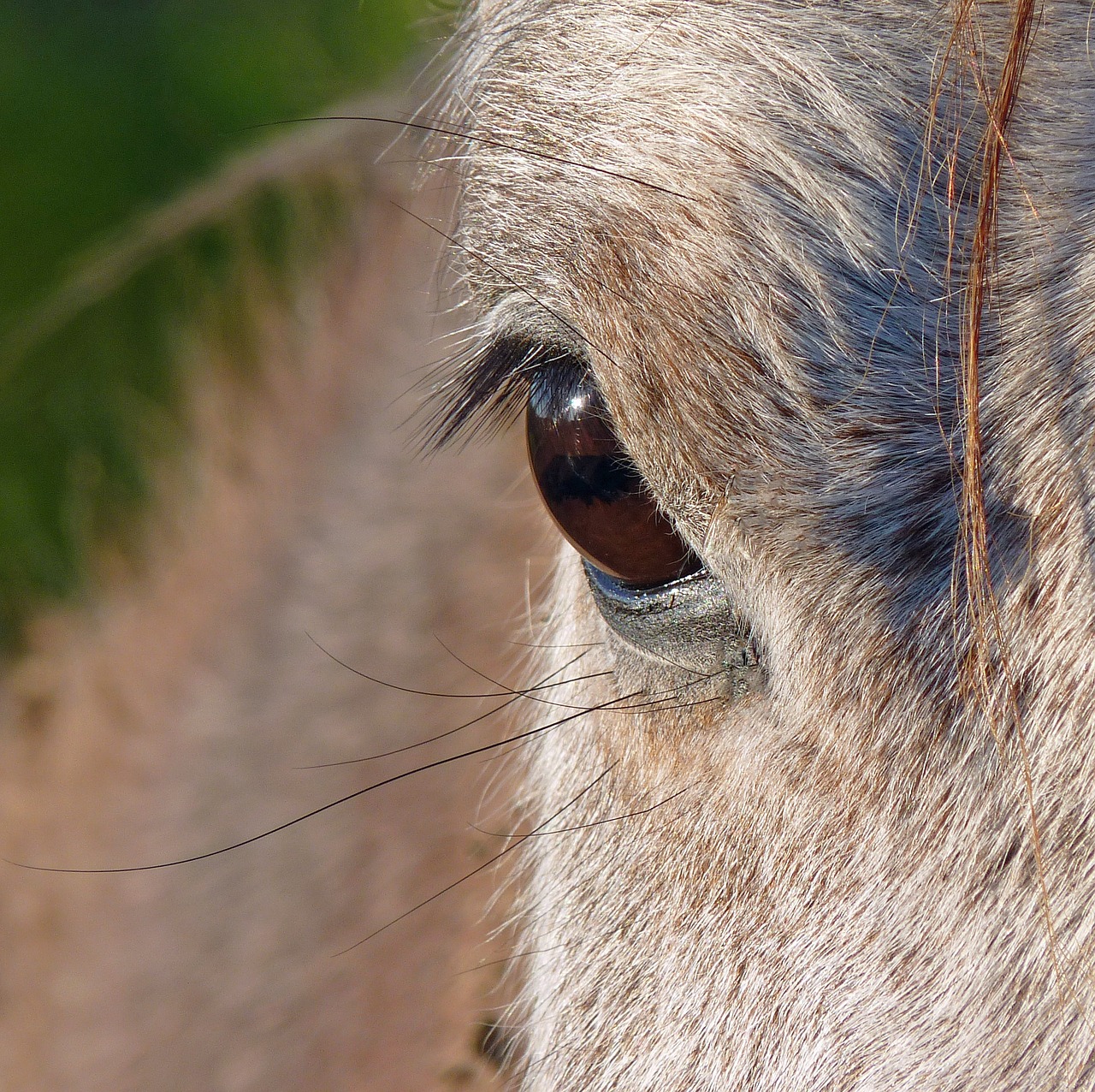 horse eye close up free photo